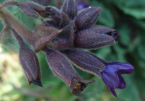 Anchusa hybrida Ten.